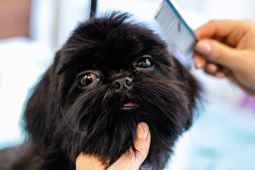 В Саратове за стрижку собак готовы платить 60 тысяч рублей